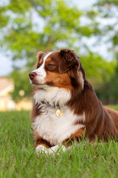 Red Tri Aussie