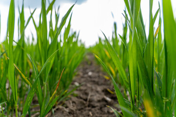 Obraz premium Wheat sprouts are visible growing in a field. The plants stand tall with dirt beneath them. The sky has clouds in the background