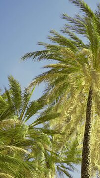 Tall palm trees stand against a bright blue sky. The leaves move gently in the wind, creating a lively scene. The sunlight shines down, highlighting the green foliage.