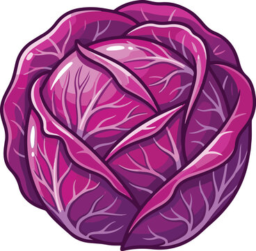 Red cabbage vector illustration. Purple cabbage icon. Fresh vegetable graphic. Organic food design element. Healthy nutrition symbol. Flat design cabbage head. Isolated purple vegetable on white 