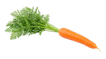 Fresh carrot with green leafy top isolated on transparent background © Photo Find