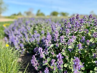 Obraz premium Rows of blooming catmint (Nepeta × faassenii) with soft purple flowers in a garden field, creating a colorful floral landscape under blue sky.