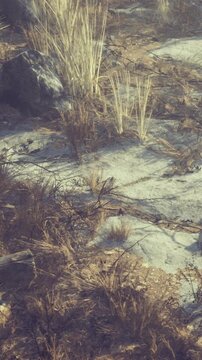 A dry landscape with patches of grass and various sizes of rocks scattered across the ground. The morning light highlights the natural textures and colors.
