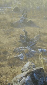 A dry and barren landscape shows scattered animal bones resting on the ground. The sun is shining clearly on this inhospitable area. There are patches of dry grass and distant rocks visible.