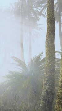 Fog blankets palm trees and greenery in a tropical area. The scene shows a quiet morning with dense mist hiding the surroundings. Foliage stands out against the soft backdrop.