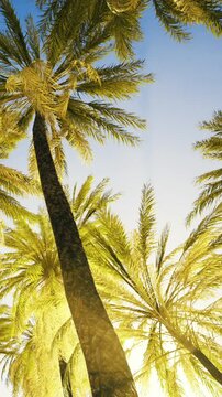Tall palm trees stretch upward against a bright sky. Sunlight filters through the leaves, creating a warm scene. The view captures nature and the beauty of trees in a sunny environment.