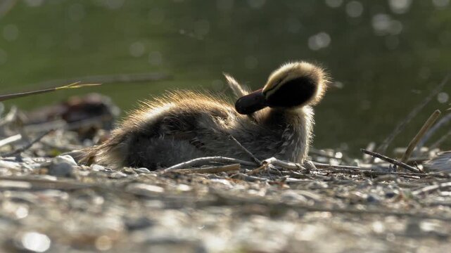 Cute Mallard Duckling Grooming and Stretching on Lake Shore - 4K Slow Motion Wildlife B-Roll