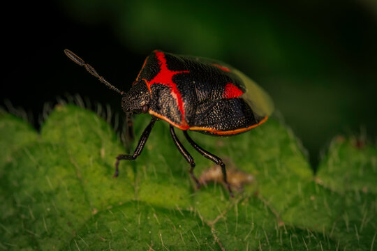 Macro shot of a black and red shield bug commonly known as a two spotted stink bug perched on a textured green leaf surface