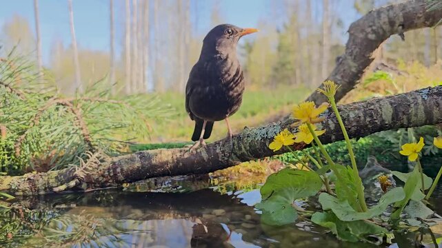 male blackbird at a forest watering hole