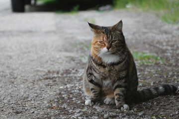 Fototapeta premium Grumpy cat looking at camera with funny moody expression close-up