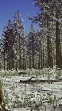 Snow has fallen on trees and ground in a forest setting. Sunlight shines down on the landscape, creating shadows among the snow laden branches.