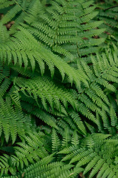 Lush green fern leaves in the forest background