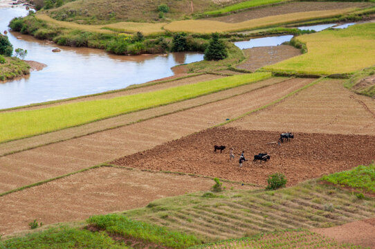 Aerial view of farmers plowing field with zebu cattle next to terraced rice paddies and winding river in Madagascar highlands, traditional rural agriculture landscape