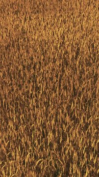 A wide view shows a field filled with tall wheat ready for harvest. The sun sets, casting a warm light over the golden plants. The scene reflects the end of a day in rural land.