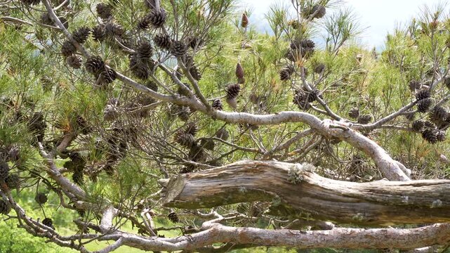 Abundant pine cones growing on dense tree branches behind a fallen log
