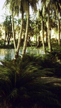 Palm trees surround a water body in a desert landscape. The sunlight shines on the sand dunes in the background. The scene captures nature and a sense of openness at midday.