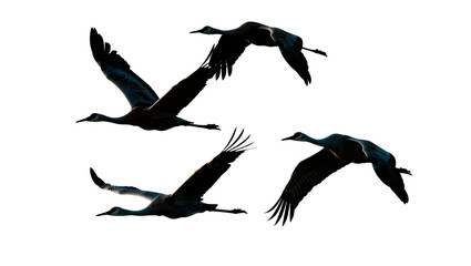 Fototapeta premium Four dark silhouettes of cranes in flight, isolated on transparent background