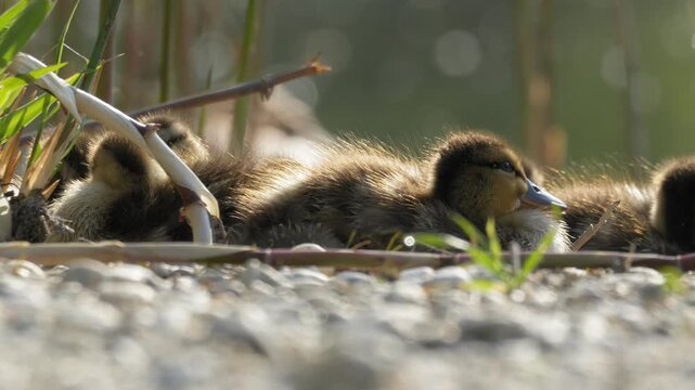 Cute Mallard Duckling Waking Up and Resting Among Siblings - 4K Slow Motion Wildlife B-Roll