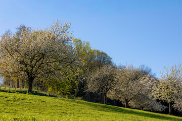 Fototapeta premium Spring landscape, The terrain of hilly countryside in Zuid-Limburg, Lush green grass meadow and cherry blossom orchard on hillside, Gulpen-Wittem is a village in Dutch province of Limburg, Netherlands