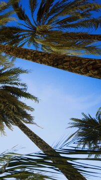 Palm trees are positioned at an upward angle against a clear blue sky. The view shows the trunks and fronds swaying gently in the warm weather. It is daytime with bright sunlight.