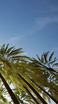 A group of tall palm trees stands against a clear blue sky. Sunlight shines through the leaves, creating a bright scene in a tropical setting during afternoon hours.