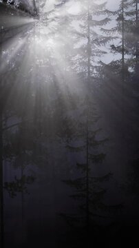 Sunlight breaks through tree branches in a dark forest. Shadows play on the ground as the light slowly fills the space. The scene shows nature waking up in the morning.