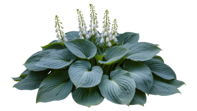 Blue hosta plant with white flower spikes, isolated on transparent background