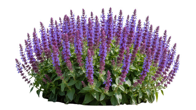 Vibrant purple salvia flowers with green foliage, isolated on transparent background
