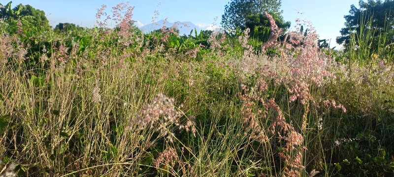 Field of grass in middle of nowhere