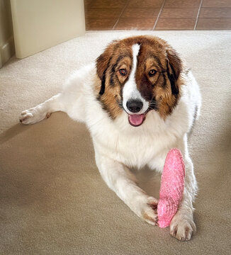 Young Tornjak livestock guardian dog relaxing with toy inside home
