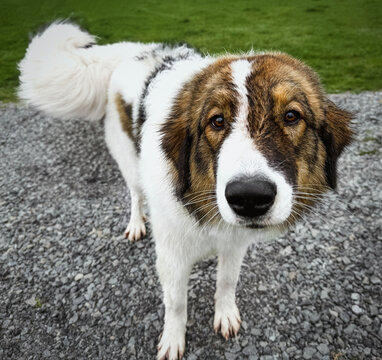 Tornjak livestock guardian dog standing on gravel driveway outdoors