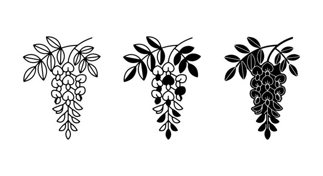 Black Locust Flower Vector Icons, Delicate Botanical Illustration, Floral Branch Elements