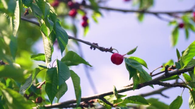  Juicy, ripe cherries on a tree.
