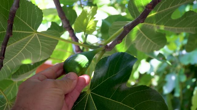 Male hand touching a green fig on the branch