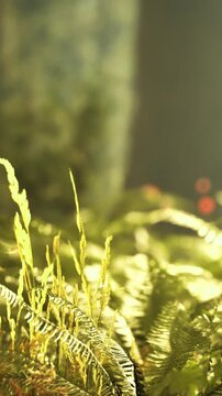 Green leaves are seen in a bright area as sunlight shines through. The scene features natural elements with a focus on the different shades of green.