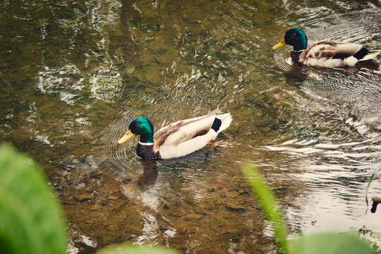 Paired mallard ducks swimming in a shallow pond