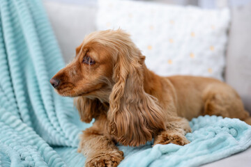 English Cocker Spaniel dog resting on sofa at home