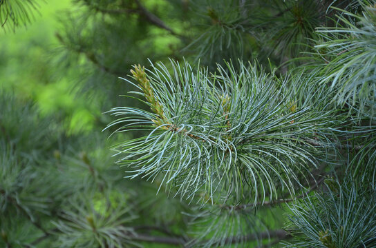 Closeup Pinus parviflora ' Glauca' branches with spring needles. Growing christmas tree concept.