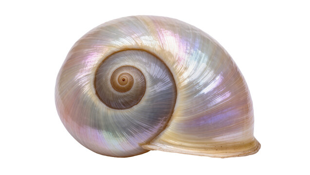 Iridescent spiral snail shell with pearly sheen, isolated on transparent background