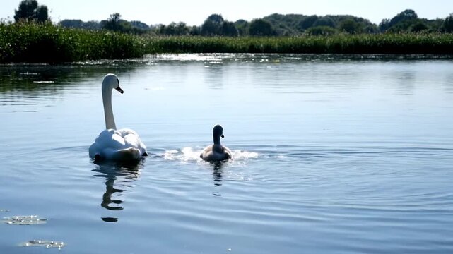A swan and its cygnet gracefully glide across a tranquil, sunny lake