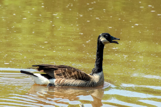 Canada goose on a pond in Groveton, Virginia. 19 May 2026