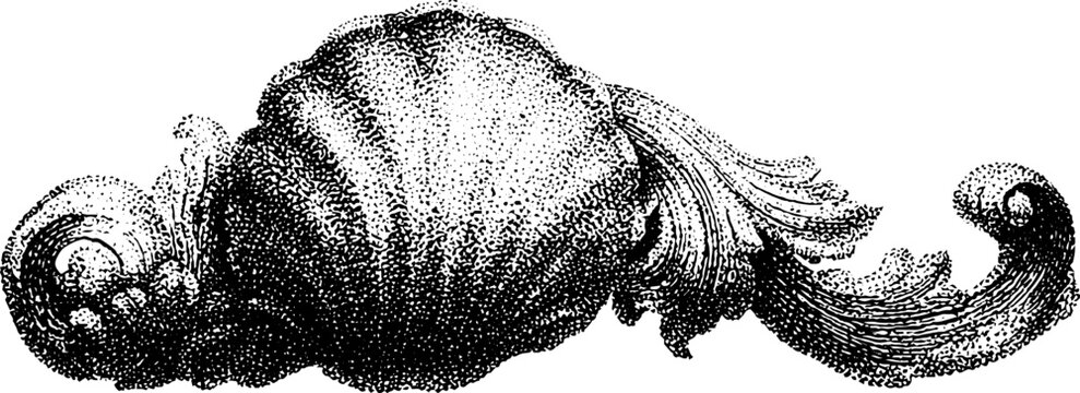 Large scallop shell reclining among carved acanthus scrollwork