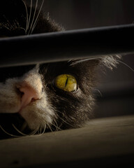 Cat's yellow eye © Pieter
