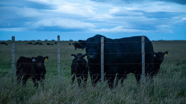 Ganado en Patagonia