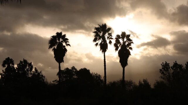 silhouette of palm trees against fast moving stormy clouds, Stanford, South Africa