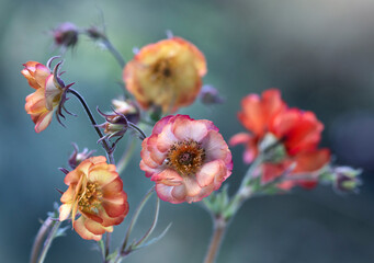 Kwiaty kuklika w ogrodzie, pomarańczowy kuklik zwisły (Geum) zbliżenie, tło z efektem bokeh.  © mycatherina