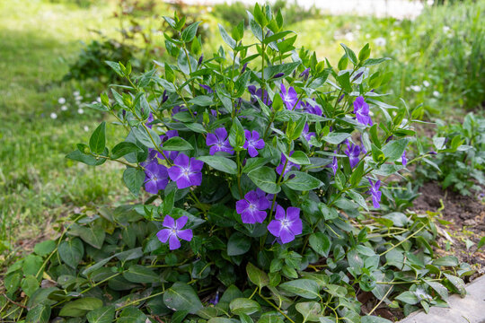 Beautiful periwinkle or vinca minor flowers with purple petals and green leaves blooming in a spring garden.