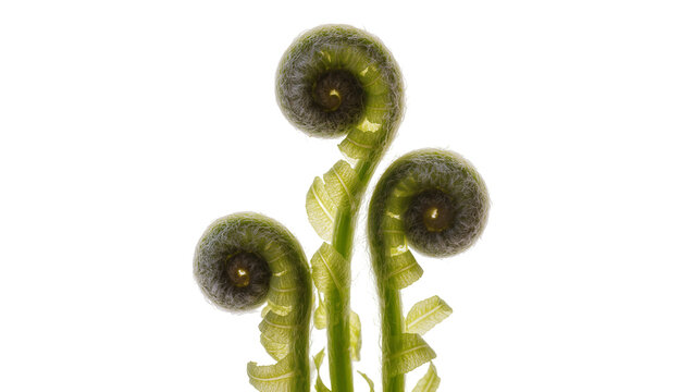 Three green fern fiddleheads unfurling, isolated on transparent background