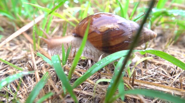 Lissachatina immaculata, Achatina immaculata pantera very large, air-breathing land snail in rainy day in city Yunan Province. China