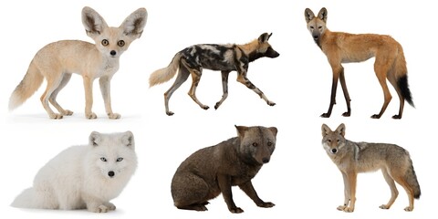 Obraz premium A Realistic Wildlife Collection Set of Six Diverse Canidae Animals Displayed in Studio Grid on White Background With Detailed Fur Textures Natural Predator Anatomy and Educational Reference Style